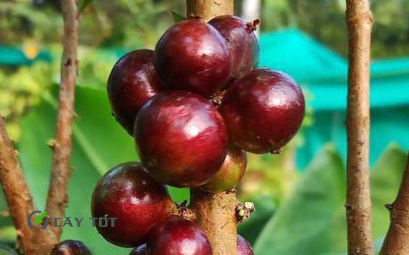 Cây Nho Thân Gỗ Tứ Quý