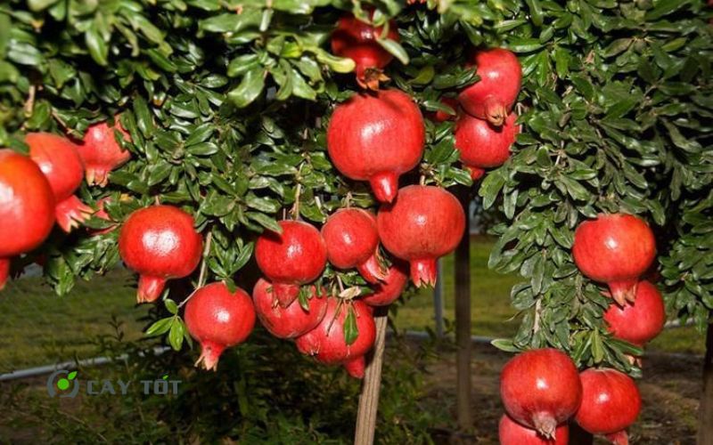 Cây Lựu Đỏ Lùn Ai Cập