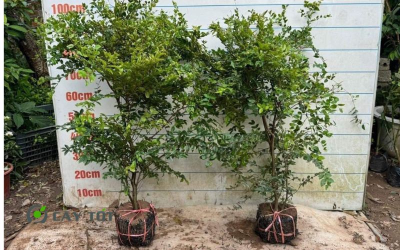 Cây Nho Thân Gỗ Tứ Quý