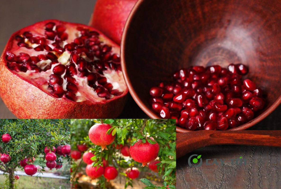 Cây Lựu Đỏ Lùn Ai Cập