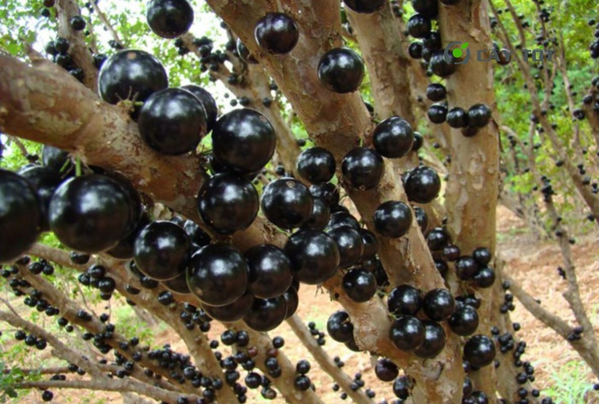 Cây Nho Thân Gỗ Tứ Quý